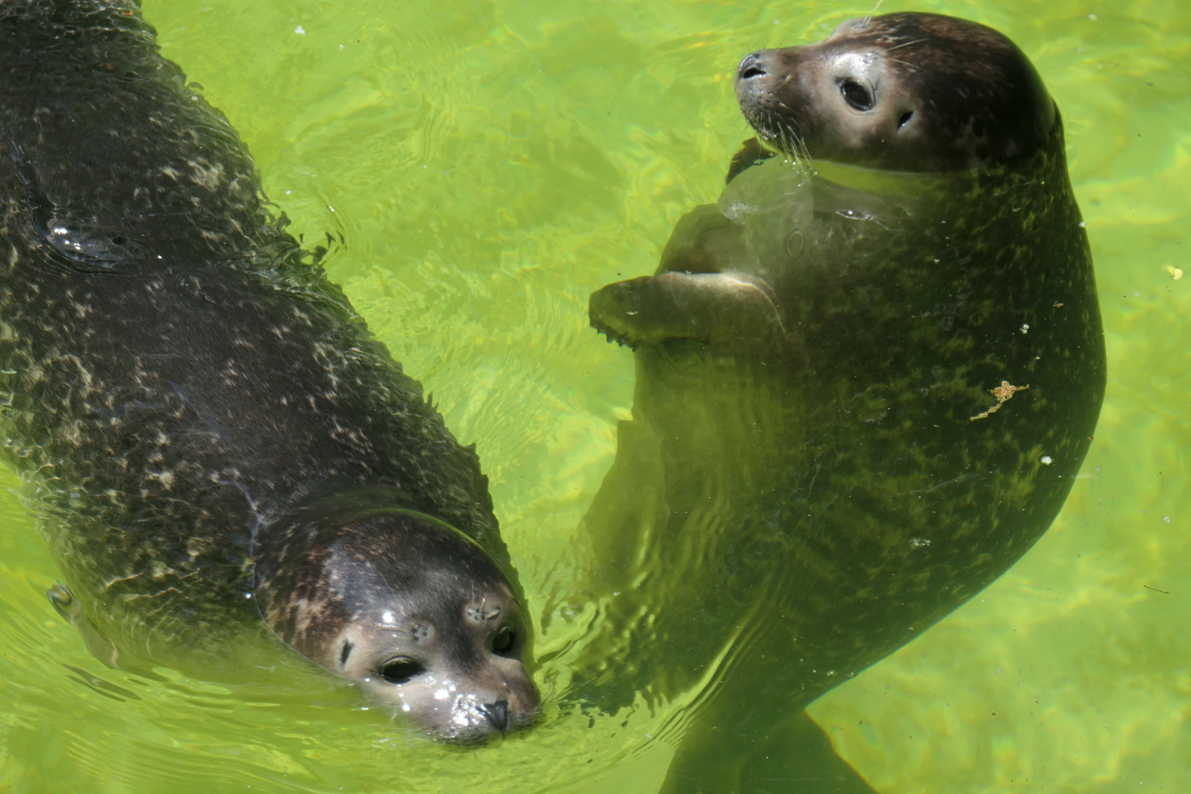 Tierpark Zoo  28
